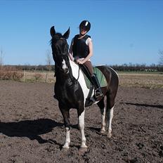 Pinto Ravnholts Carlos 