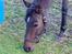Fuldblod (XX) Miss Muffin(Mors hyp)<3