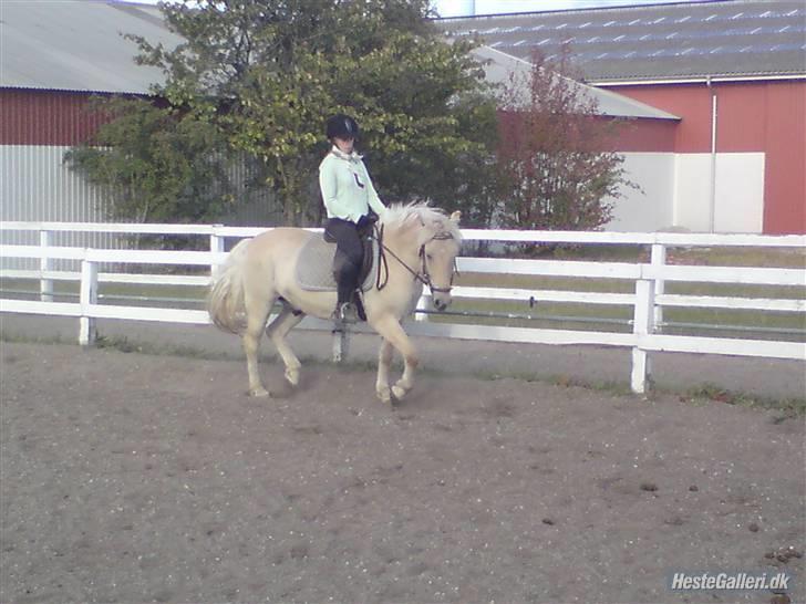 Fjordhest Fjordlys Armani + RIP + - Lidt dressur :D Tiderne skifter :´( billede 18