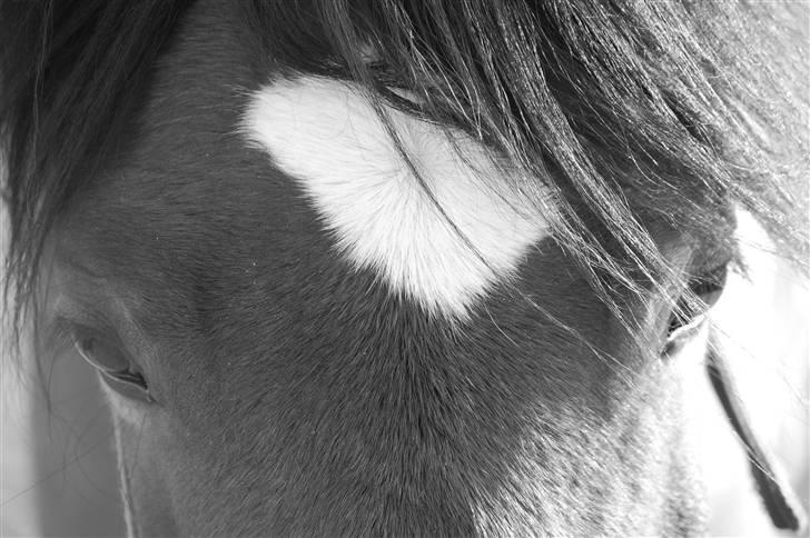 New Forest Diomedes Dyrekjær - B-pony - Foto: Stephanie Carlsen. billede 6