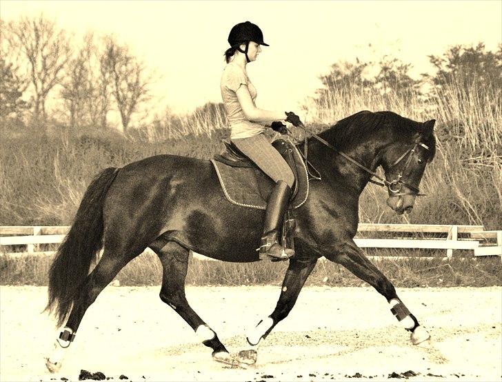 Dansk Varmblod Chi-Chi - Velkommen til Cilles profil. :) billede 1