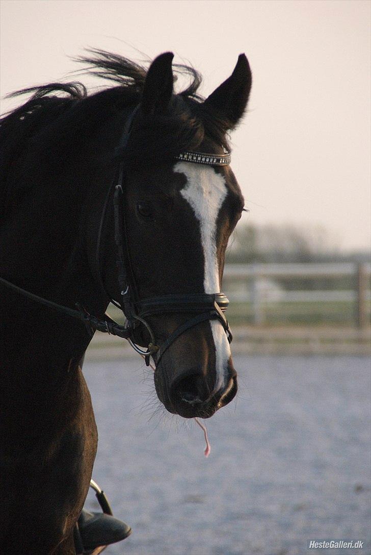 Dansk Varmblod Chi-Chi - Chi-Chi´s smukke hovede <3 billede 2