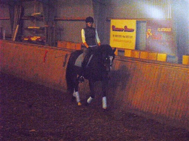 Dansk Varmblod Chi-Chi - Chi-Chi til undervisning billede 3