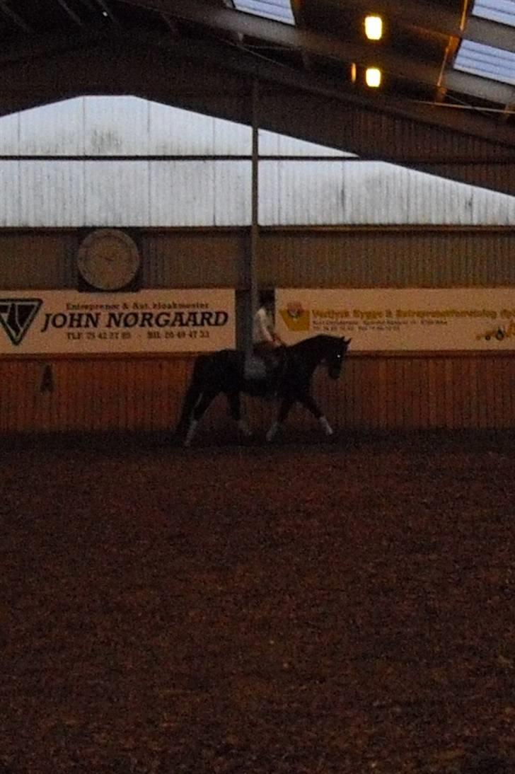 Dansk Varmblod Chi-Chi - Cille d. 27/9 billede 4