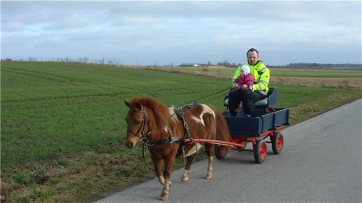 Shetlænder Malu (solgt) billede 7