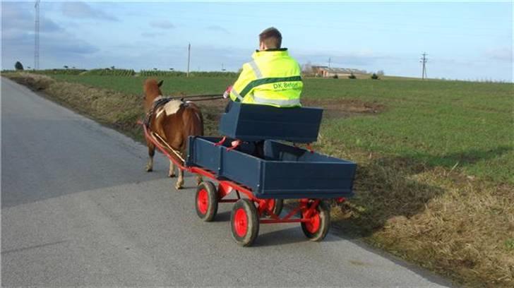 Shetlænder Malu (solgt) billede 8