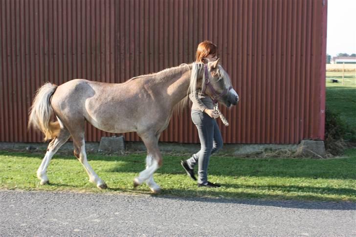 Welsh Pony (sec B) Allégaardens Finess SOLGT - Finess skal i traileren, på vej til hendes nye ejere :´( billede 13