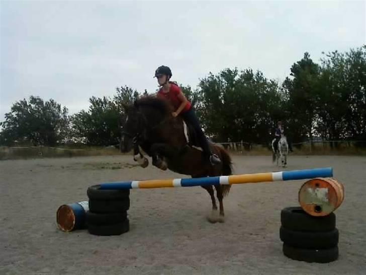 Anden særlig race Miss trixie bell  -  Springer 85-95 cm.  <33  billede 12