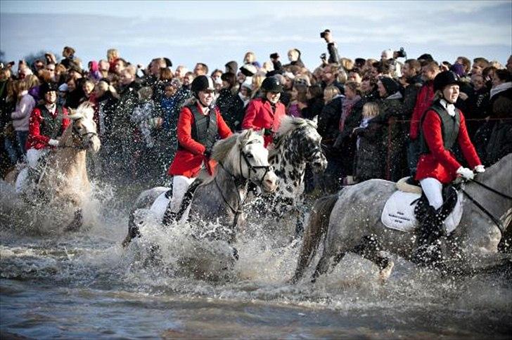 Welsh Cob (sec D) Jackpot<3 (Himmelhest) - Hubertusjagt 2010!!! drømme pony<3 fuld ført.....   billede 12