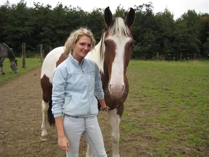 Pinto Bastogne billede 14