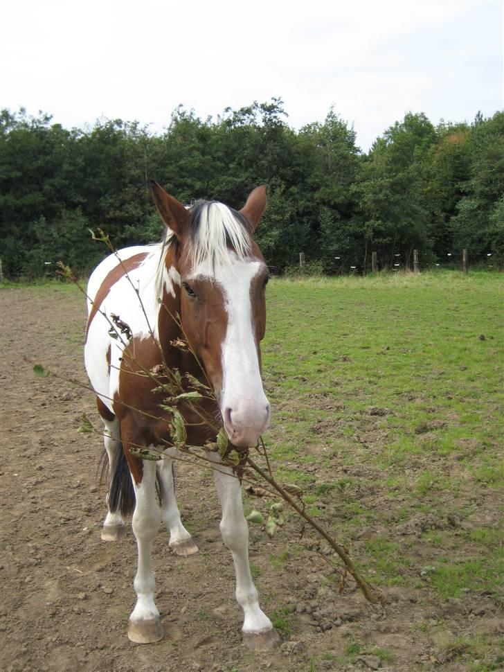 Pinto Bastogne billede 18