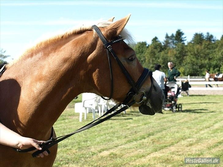 Haflinger Wonder - 13. Til stævne. . . Venter på det bliver vores tur :) // Malou. billede 13
