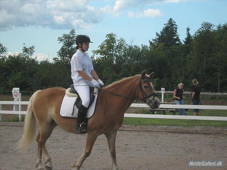 Haflinger Wonder - 14. Stævne i Bjergby :) // Sidsel. billede 14