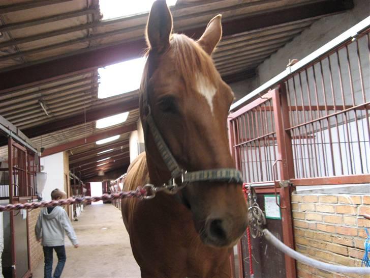 Anden særlig race Trigger (SOLGT) billede 1