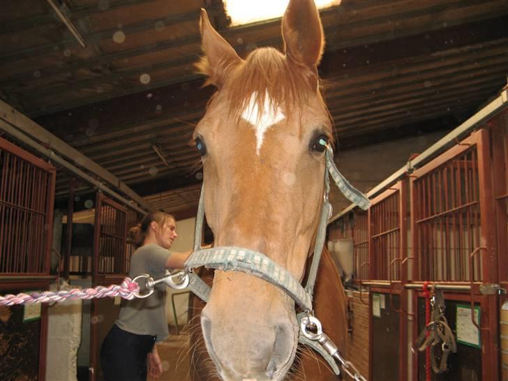 Anden særlig race Trigger (SOLGT) billede 2