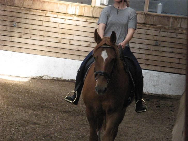 Anden særlig race Trigger (SOLGT) billede 3