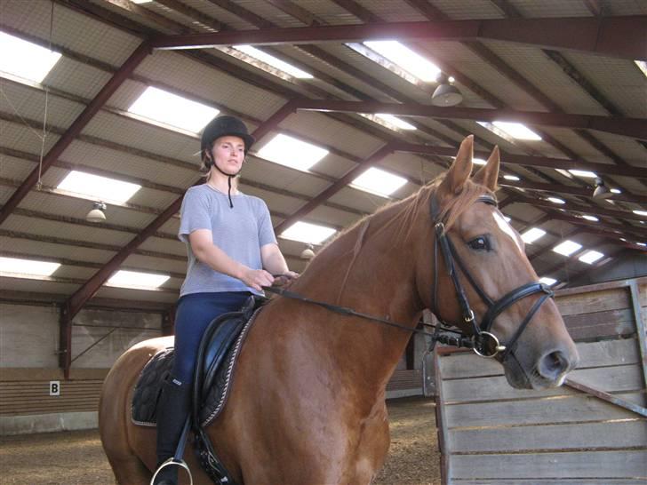 Anden særlig race Trigger (SOLGT) - Ud på tur billede 4