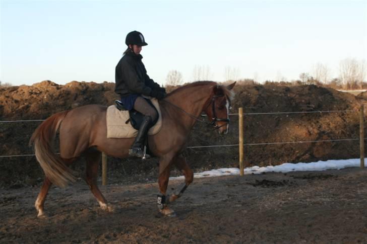 Anden særlig race Prince Charming *SOLGT & SAVNET :'(* - Prince´s og min sidte tur sammen:D<33 Foto: Min Mor - 10 billede 2