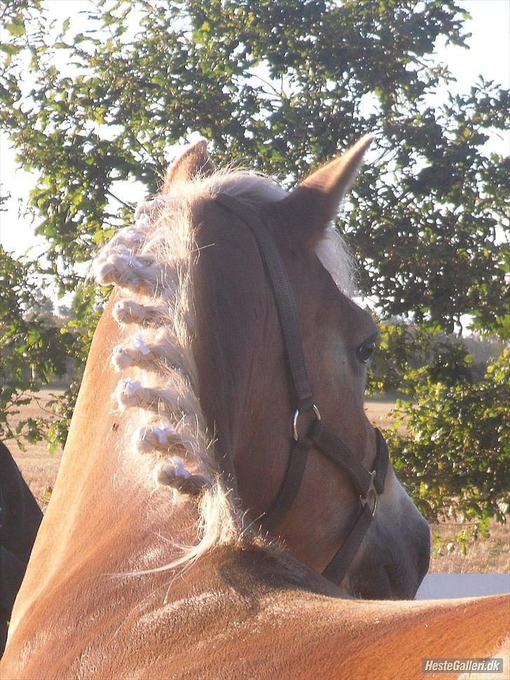 Haflinger Wonder - 16. // Camilla. billede 16