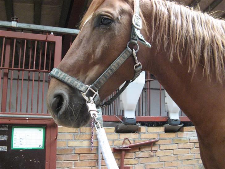 Anden særlig race Trigger (SOLGT) billede 5