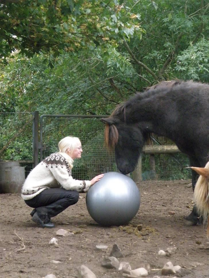 Islænder Kvásir Fra Hammelsvang *solgt* - Sne kan falde, sne kan tø. Men HVORES venskab vil aldrig dø. Foto Lærke billede 13