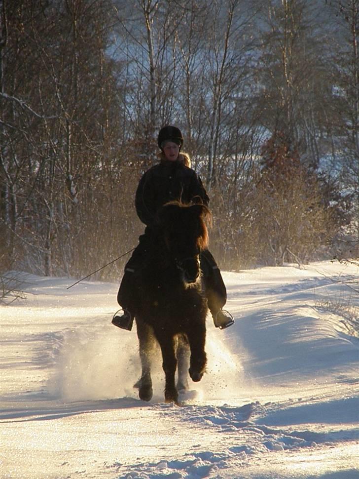 Islænder Kvásir Fra Hammelsvang *solgt* - Trav i solopgangen. Første gang alene ude :D Foto Lærke d. 6/3 ´10 billede 14