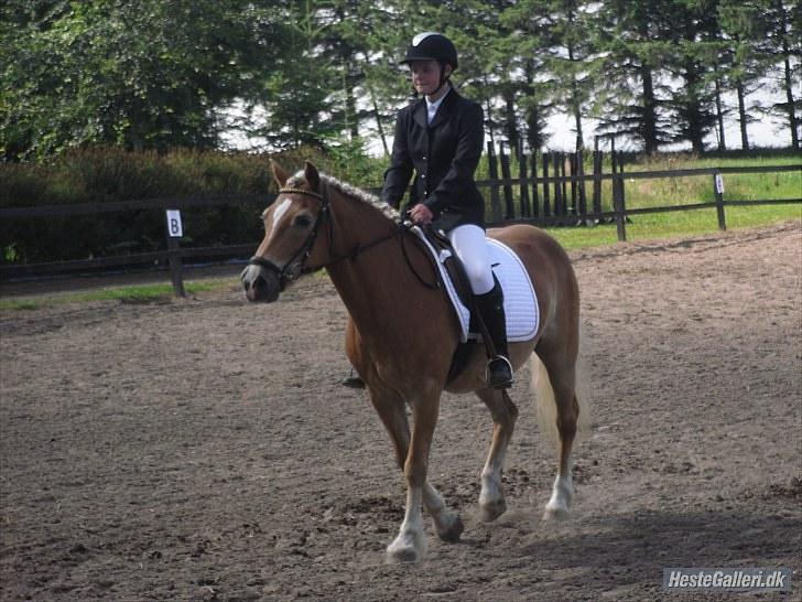 Haflinger Wonder - 17. Første stævne sammen :) // Camilla. billede 17