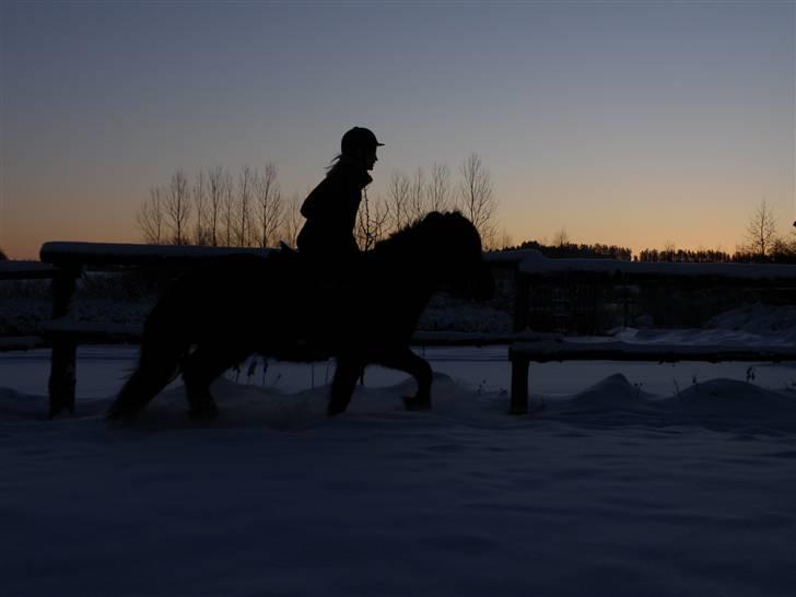 Islænder Kvásir Fra Hammelsvang *solgt* -  Lidt træning i solens første stråler.(: foto:Lærke d. 6/3 ´10  billede 17