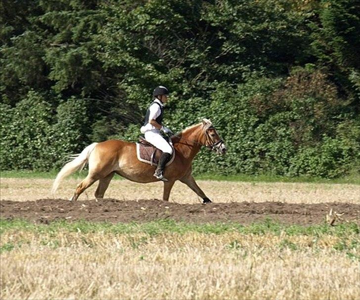 Haflinger Wonder - 18. Fuld fart frem-ad! :) // Malou. billede 18