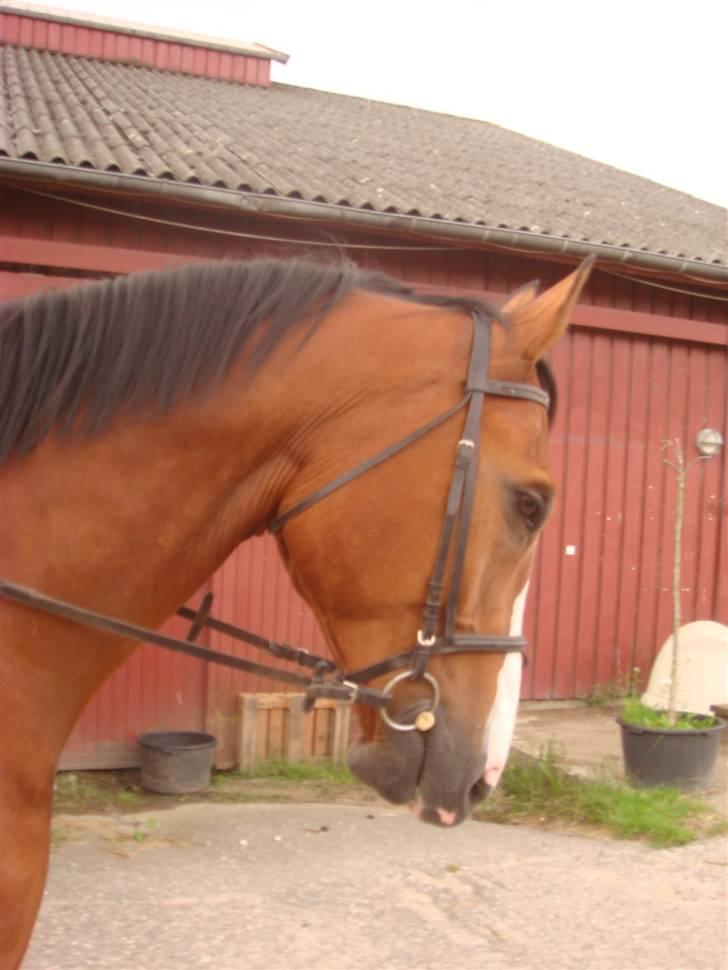 Dansk Varmblod Lillevangs Rico - Hvor går han dog fint :P billede 14