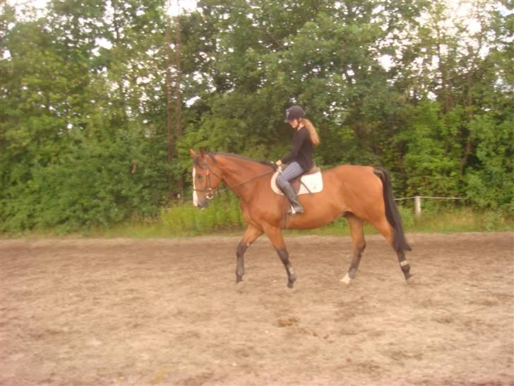 Dansk Varmblod Lillevangs Rico - Lidt skridt :P billede 15