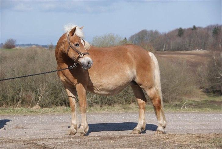 Haflinger Wonder - 19. Få dage før hun folede :D // Mette. billede 19