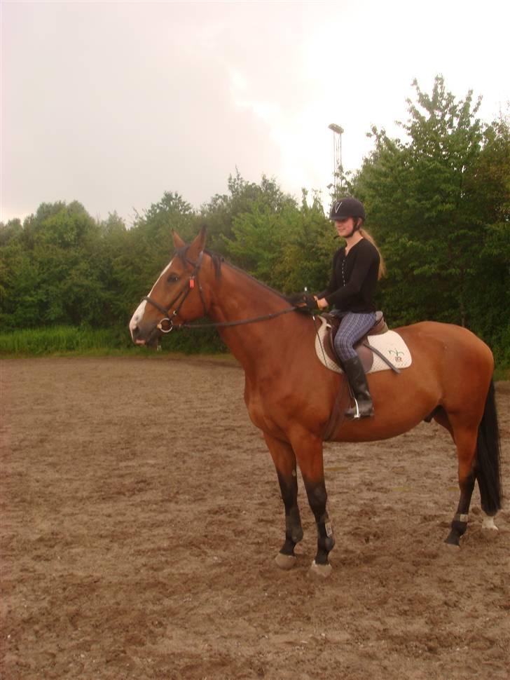 Dansk Varmblod Lillevangs Rico - Uhhh Spændende billede 16