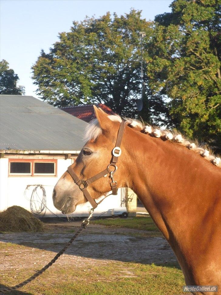 Haflinger Wonder - 20. Stævne i Bjergby :) // Camilla. | Tak fordi i kiggede forbi min profil ! :D | billede 20