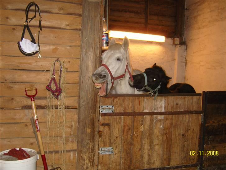 Anden særlig race Nørgårds Sanne..'<3 - Sanne Gaber vist lige lidt meget?:) billede 20