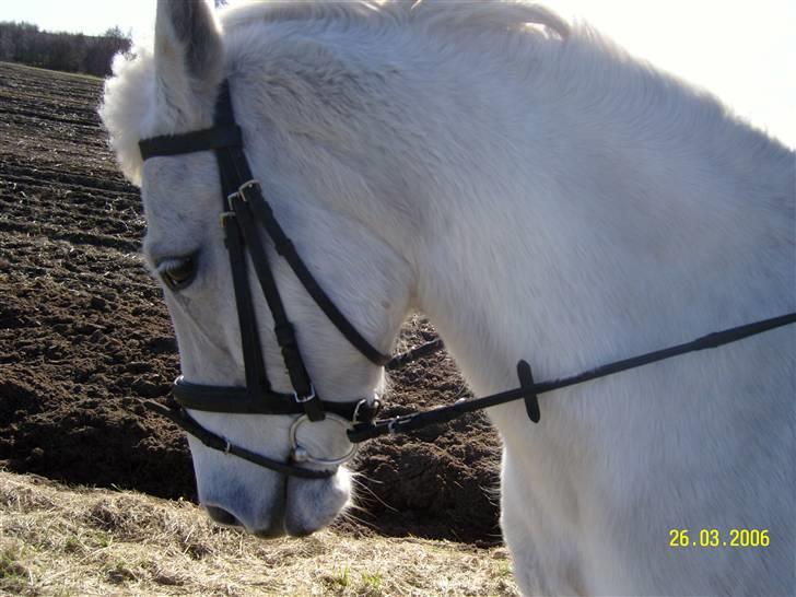Anden særlig race Sanne<3 billede 6