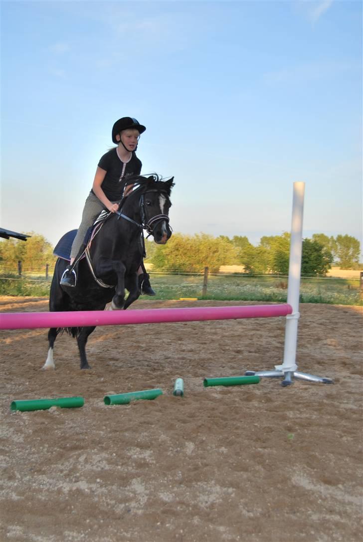 Welsh Mountain (sec A) Dorthealyst barbara!(Doddi) R.I.P - Mig og Doddi springer. billede 15