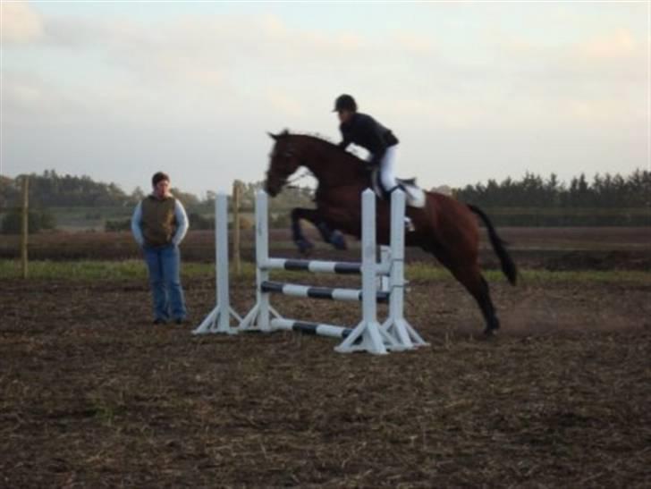 Dansk Varmblod santiago<3[solgt] billede 8