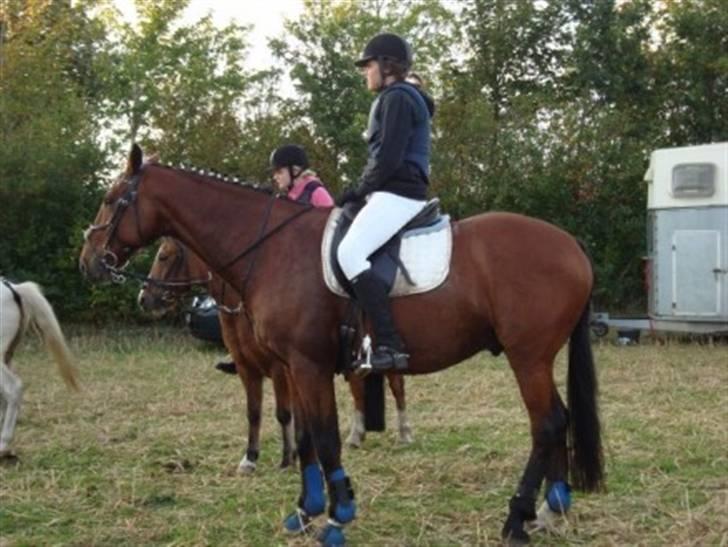 Dansk Varmblod santiago<3[solgt] billede 9