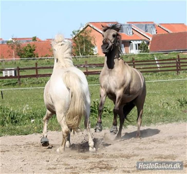 Anden særlig race Mistral  *RED ENGANG* billede 14