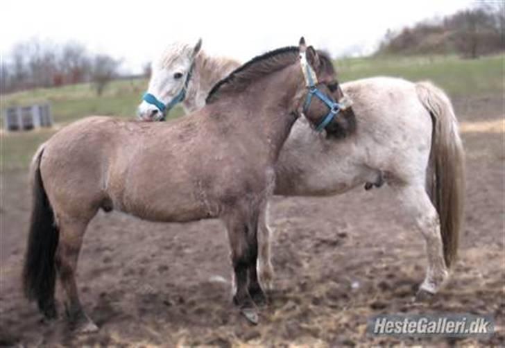 Anden særlig race Mistral  *RED ENGANG* billede 15