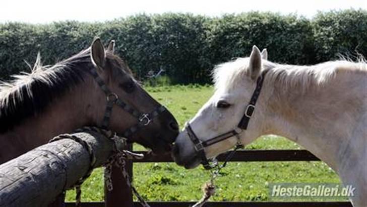 Anden særlig race Mistral  *RED ENGANG* billede 16
