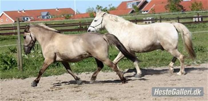 Anden særlig race Mistral  *RED ENGANG* billede 17
