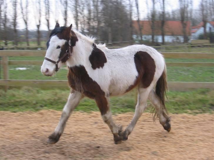 Irish Cob Apollo billede 4