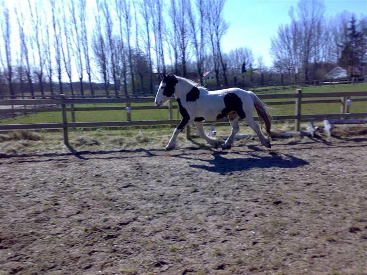 Irish Cob Apollo billede 6