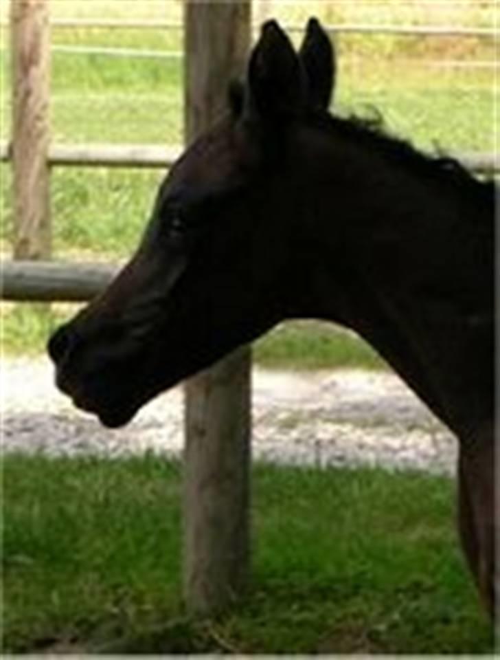 Arabisk fuldblod (OX) Al Ja'caar - nydfødt og ude første gang billede 4