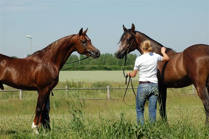 Arabisk fuldblod (OX) Al Ja'caar - Far og søn -juni 2007- Jahill og Al Ja´caar  (og Anna: hans show træner året efter.) billede 6