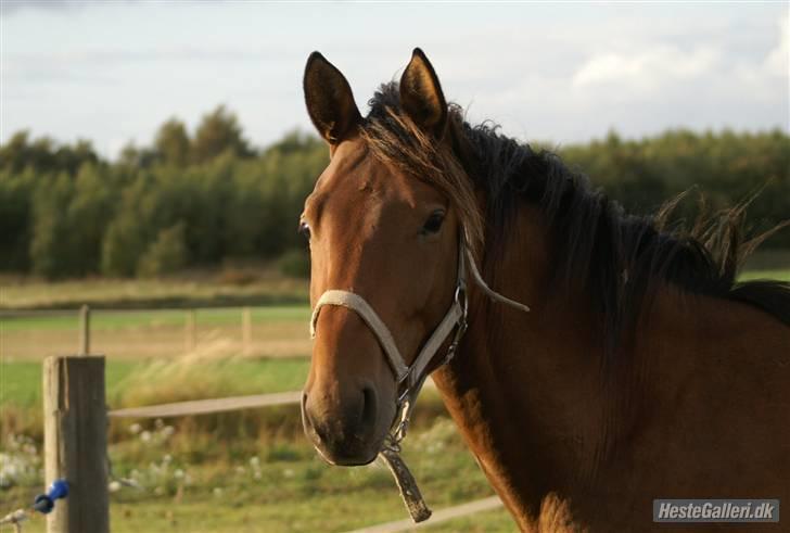 Dansk Varmblod            Ørsted's Zafir - Foto: Karen RH  Dato: 28/9 2009 billede 17