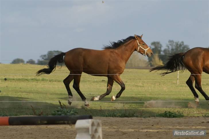 Dansk Varmblod            Ørsted's Zafir -  Foto: Karen RH Dato: 28/9 2009 billede 18