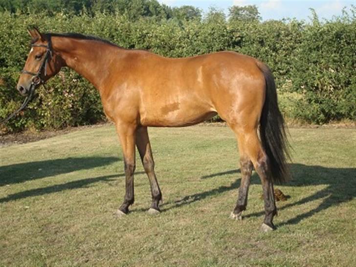 Oldenborg Sanddallunds paloma billede 1